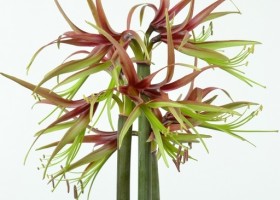 hippeastrum Chico ® (1)